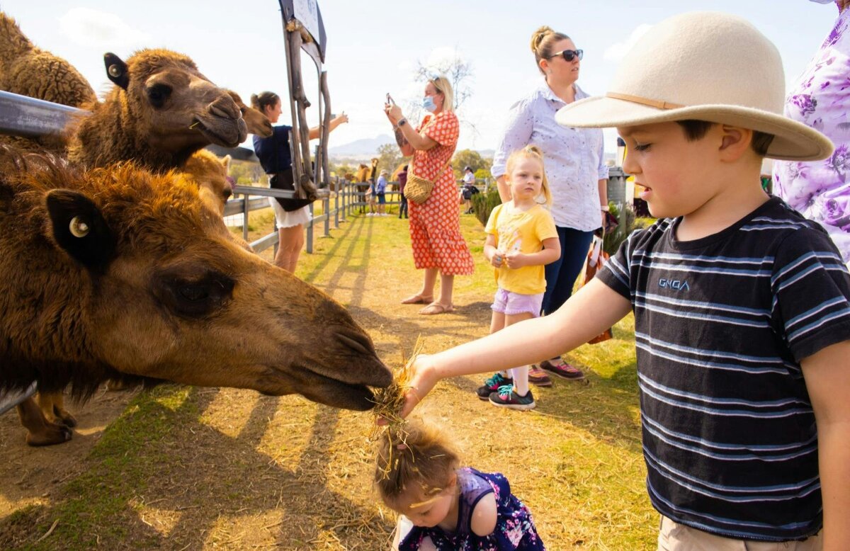 Spring  Markets - Summer Land Camels