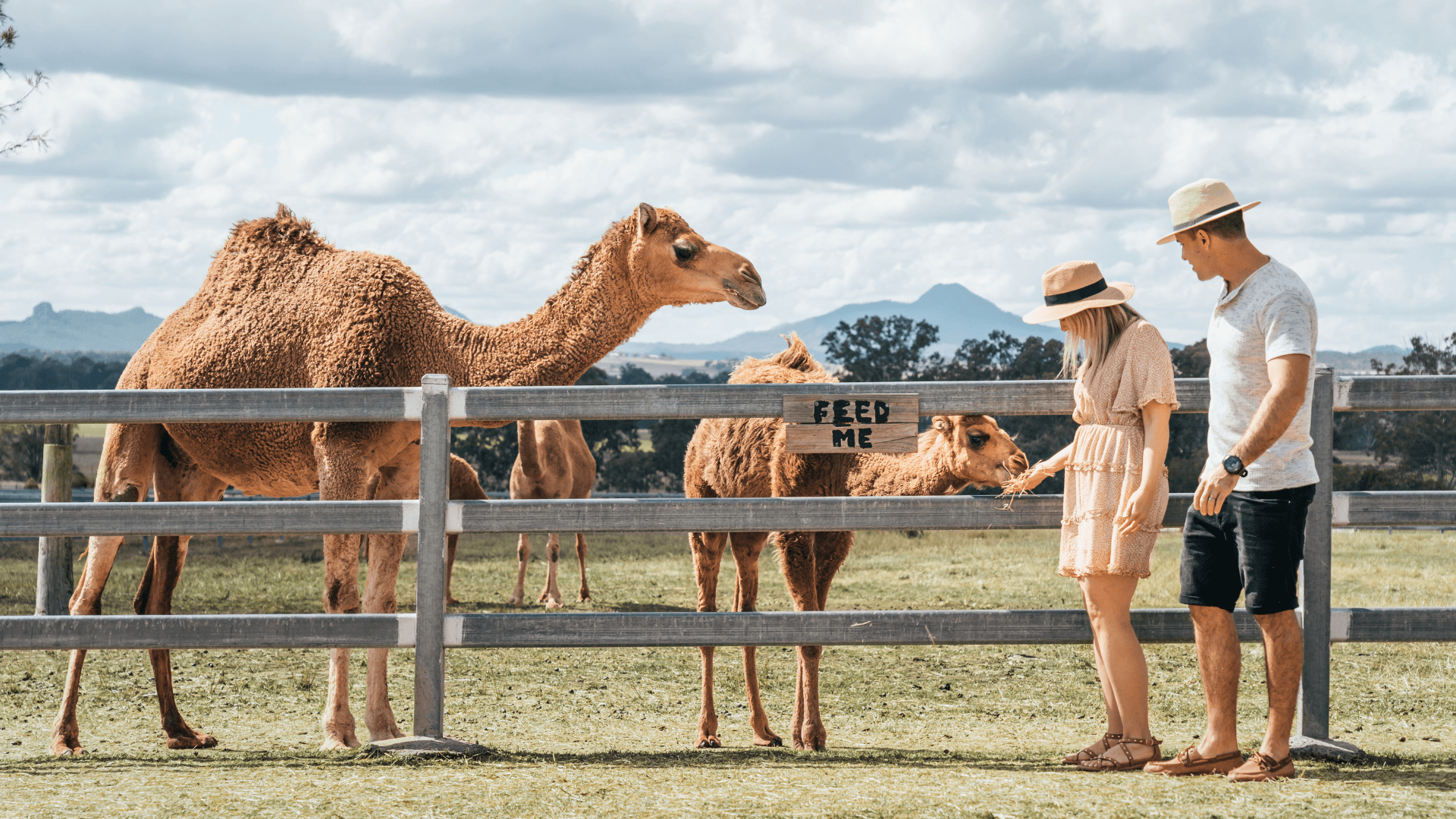 Summer Land Camels