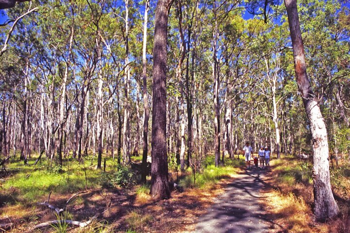 Young family on sealed track in tall forest.