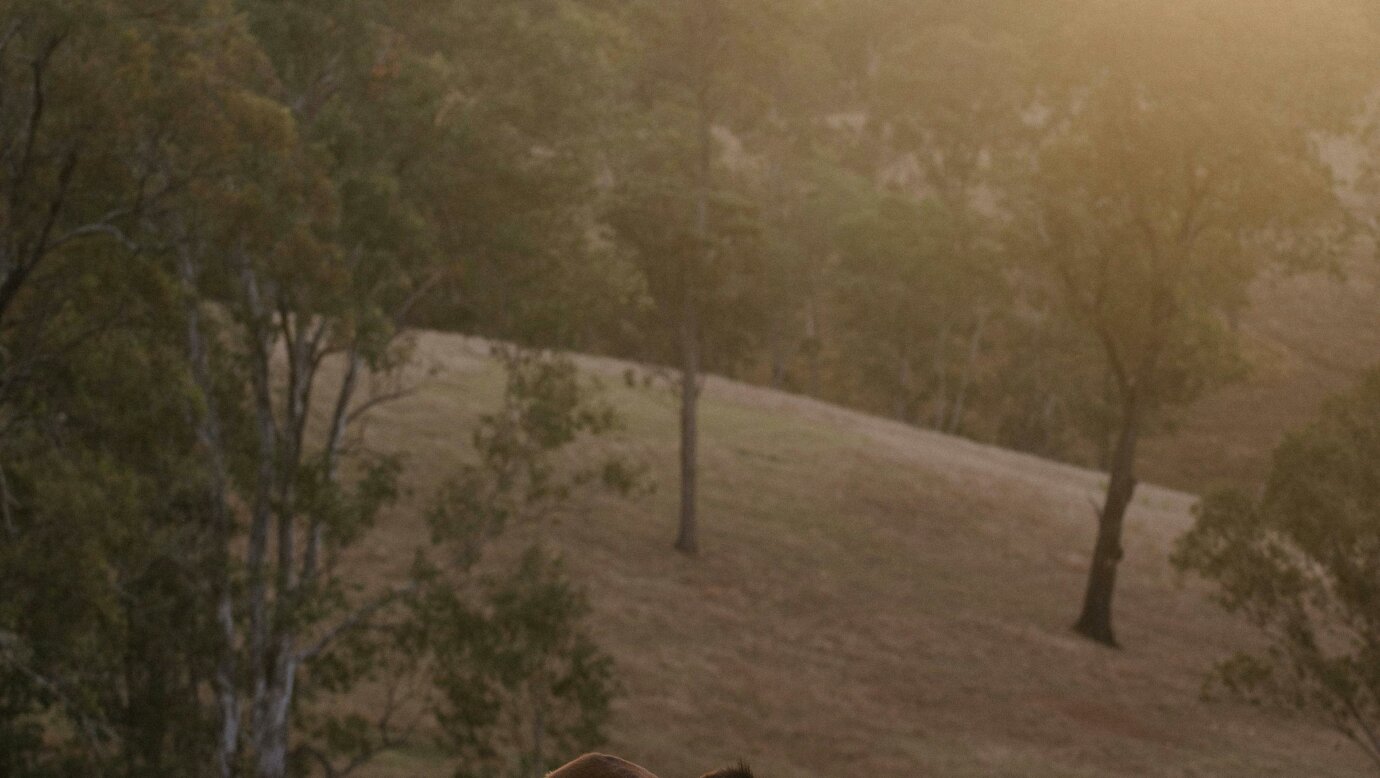 horses