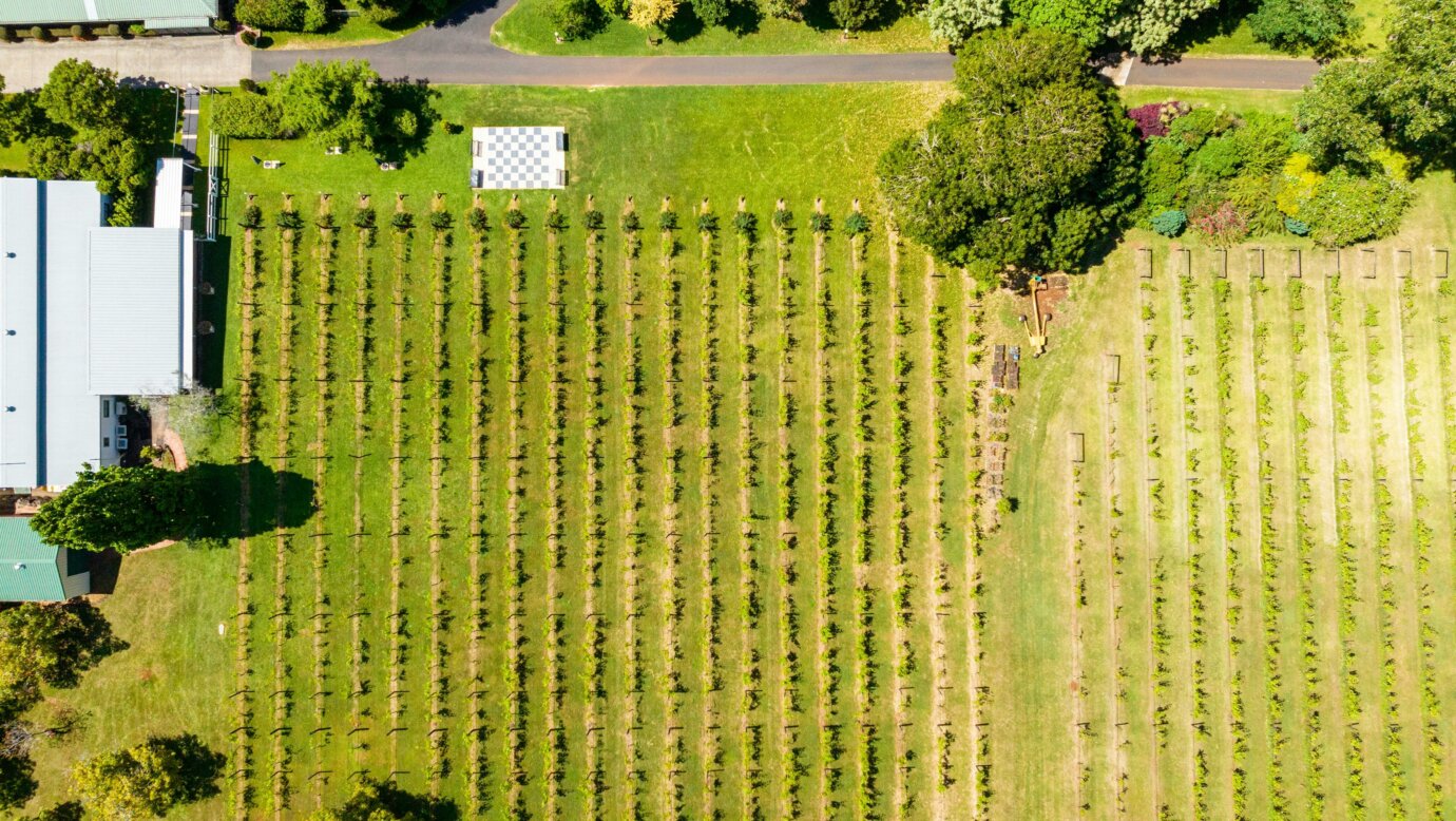 Vineyard Queensland