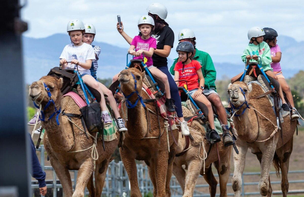 Christmas Markets - Summer Land Camels