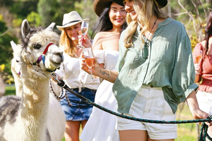 VIP Alpaca Experience