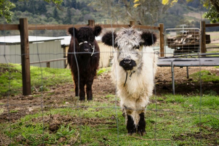 Galloway Cows