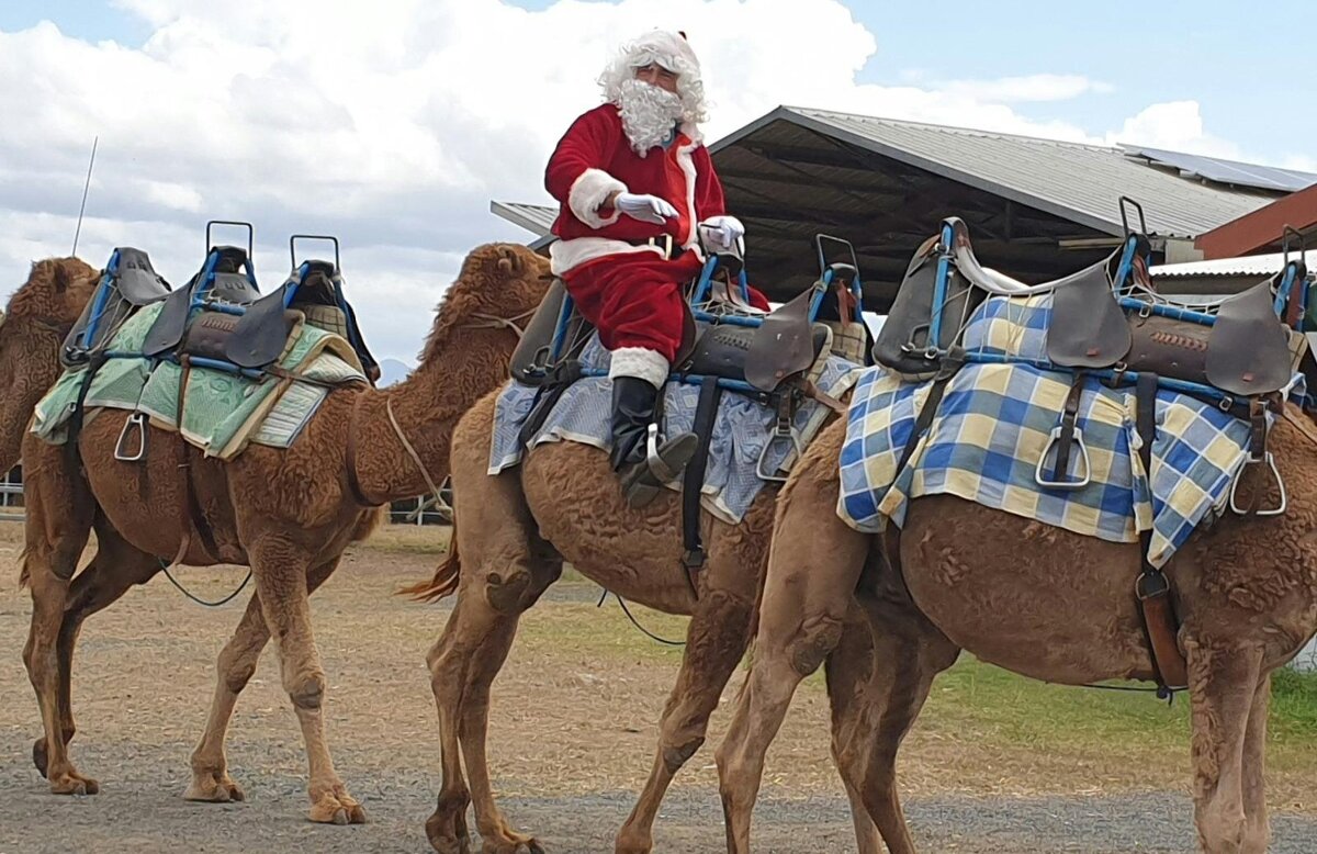 Christmas Markets - Summer Land Camels